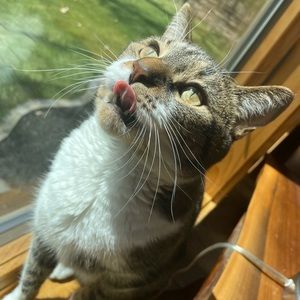 Meet your Posher, Allison